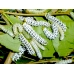 Eri Silkmoth Philosamia cynthia ricini 10 larvae